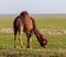 Camels graze in a field in spring