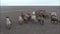 Camels graze in the steppes of Kalmykia