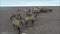 Camels graze in the steppes of Kalmykia