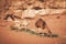 camels grazes in the sands of the Wadi Rum desert in Jordan