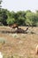 Camels grazing in the forest, Rajasthan