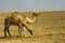 Camels grazing in the Negev south Israel