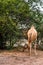 Camels grazing on plants in the desert