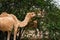 Camels grazing on plants in the desert