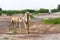 Camels grazing on plants in the desert