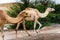 Camels grazing on plants in the desert