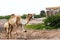 Camels grazing on plants in the desert city