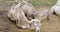 Camels on the ground eating hay