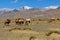 Camels herd graze mountains