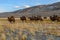 Camels herd graze mountains