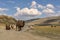 Camels herd graze mountains relax