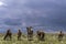 Camels Herd on Steppe Mongolia