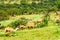 Camels in the highlands of Salalah, Dhofar, Oman