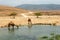 Camels in the highlands of Salalah, Dhofar, Oman