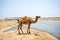 Camels in the highlands of Salalah, Dhofar, Oman