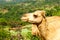 Camels in the highlands of Salalah, Dhofar, Oman