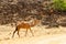 Camels in the highlands of Salalah, Dhofar, Oman