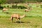 Camels in the highlands of Salalah, Dhofar, Oman