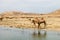 Camels in the highlands of Salalah, Dhofar, Oman