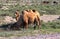 Camels and horses in the steppes of Kazakhstan