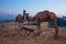Camels With HOT Air Balloons At Pushkar Fair Rajasthan