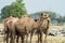 Camels in India