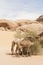 Camels Jordan Wadi Rum Desert