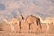 Camels in the Jordanian desert, looking for food.
