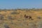Camels at Karakum desert in Turkmenist
