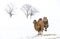 Camels in a landscape of winter Mongolia