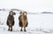 Camels in a landscape of winter Mongolia