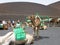 Camels in Lanzarote, Spain