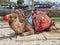 Camels laying down on the ground covered with colourful carpets