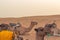 Camels laying on the hot sand of the Sahara Desert