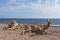 Camels laying on Red sea beach, Egypt