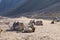 Camels lie on the shores of the Red Sea in the Gulf of Aqaba. Dahab, South Sinai Governorate, Egypt