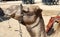 Camels live in a Bedouin village in the Negev desert in southern Israel