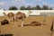 Camels live in a Bedouin village in the Negev desert in southern Israel