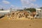 Camels live in a Bedouin village in the Negev desert in southern Israel