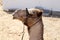 Camels live in a Bedouin village in the Negev desert in southern Israel