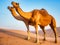 Camels  in the liwa desert