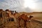 Camels in Liwa desert
