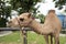 Camels looking