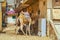 Camels looking for shelter from sun in Cairo, Egypt