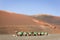 Camels lying down at volcanic landscape in Timanfaya National park