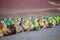 Camels are lying in line in Timanfaya National Park, Lanzarote