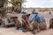 camels lying on sand, sahara desert