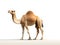 Camels are mammals. It is a very patient animal. Generative AI