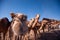 Camels Market In Eid