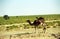 Camels, Mauritania